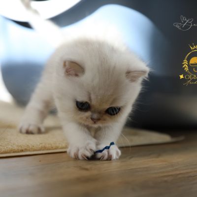 Vadyss Of british Archanges