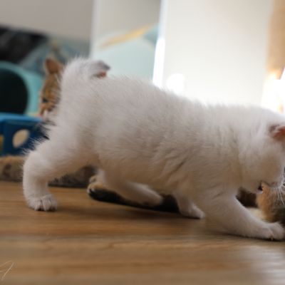 Vadyss Of british Archanges