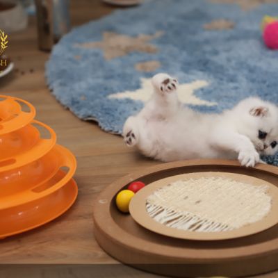 Vadyss Of british Archanges