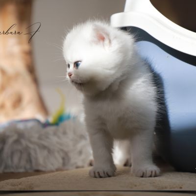 Vadyss Of british Archanges