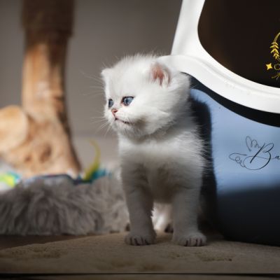 Vadyss Of british Archanges