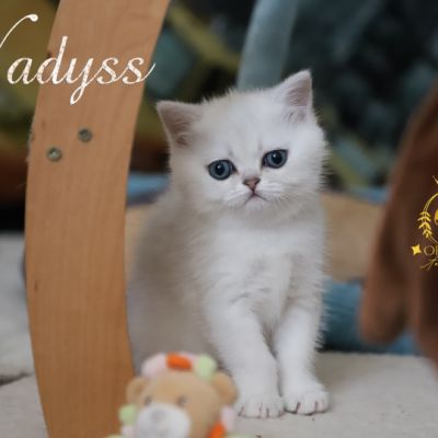 Vadyss Of british Archanges