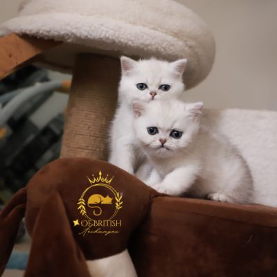 Vadyss Of british Archanges