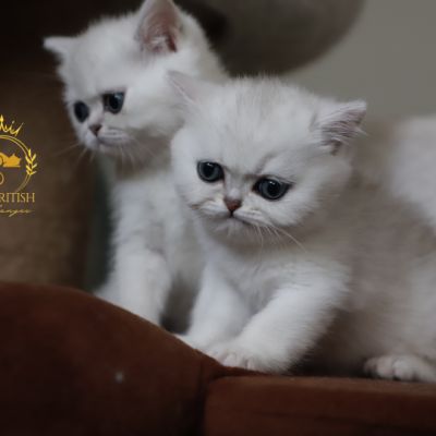 Vadyss Of british Archanges