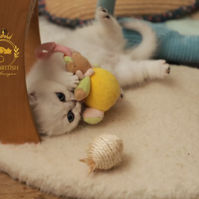 Vadyss Of british Archanges