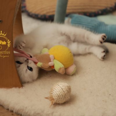 Vadyss Of british Archanges