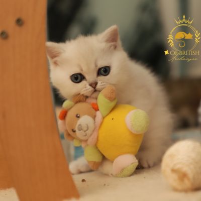 Vadyss Of british Archanges