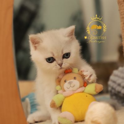 Vadyss Of british Archanges