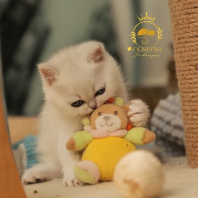 Vadyss Of british Archanges