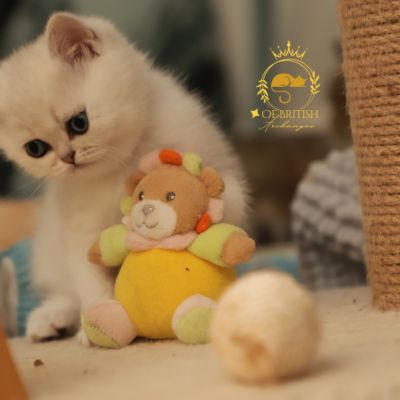 Vadyss Of british Archanges