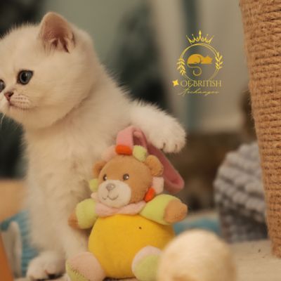 Vadyss Of british Archanges