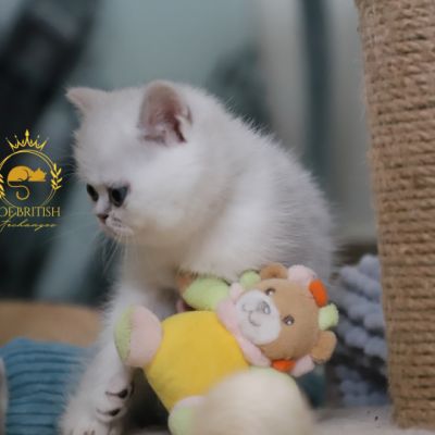 Vadyss Of british Archanges