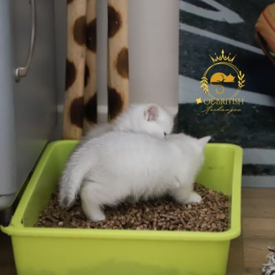 Vadyss Of british Archanges