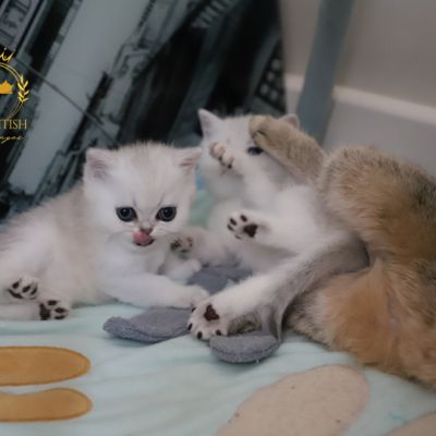 Vadyss Of british Archanges