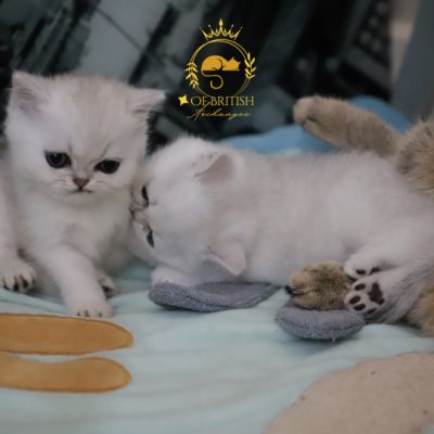 Vadyss Of british Archanges