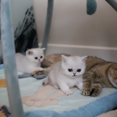 Vadyss Of british Archanges