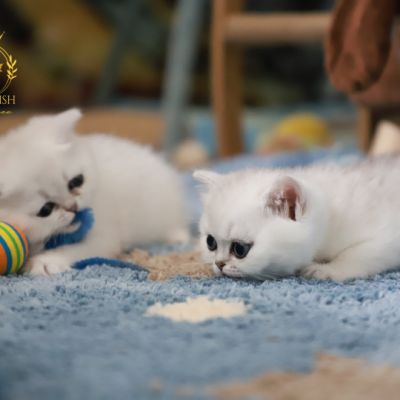 Vadyss Of british Archanges