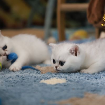 Vadyss Of british Archanges