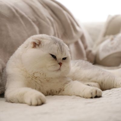 Sibelle,papyrus & les Trésors