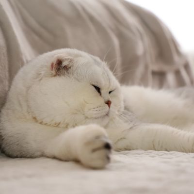 Sibelle,papyrus & les Trésors