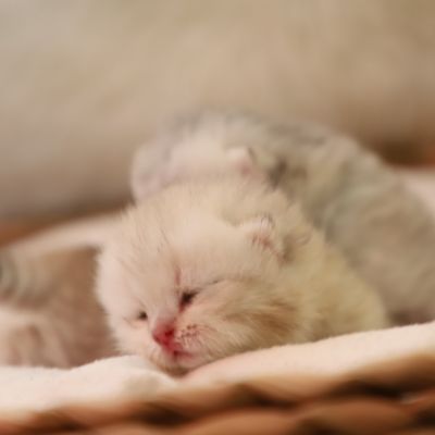 Sibelle,papyrus & les Trésors