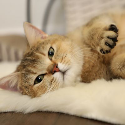 Sibelle,papyrus & les Trésors