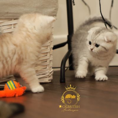 Sibelle,papyrus & les Trésors