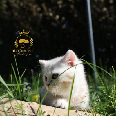 Sibelle,papyrus & les Trésors