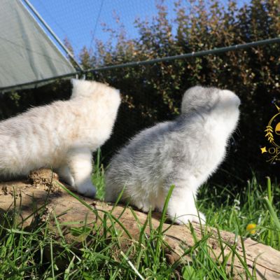 Sibelle,papyrus & les Trésors