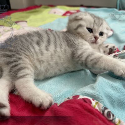 Sibelle,papyrus & les Trésors