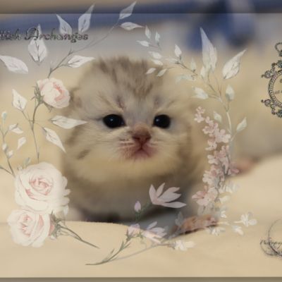 Tiki Of british Archanges