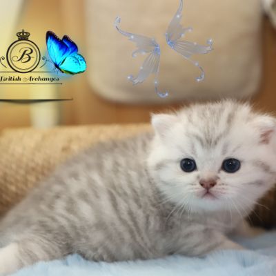 Tiki Of british Archanges