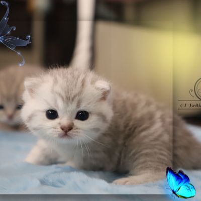 Tiki Of british Archanges