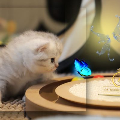 Tiki Of british Archanges