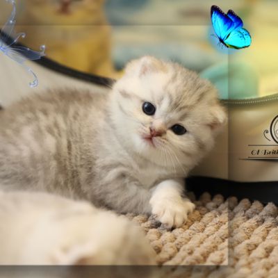 Tiki Of british Archanges