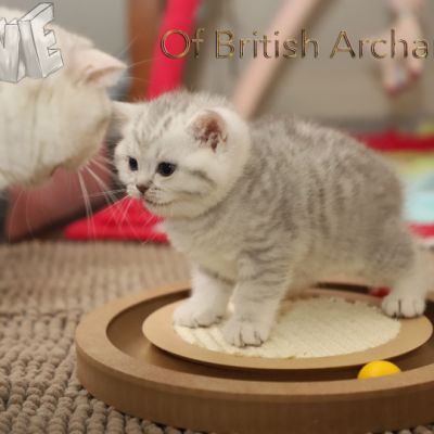 Tiki Of british Archanges