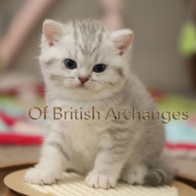 Tiki Of british Archanges