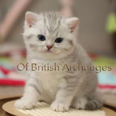 Tiki Of british Archanges
