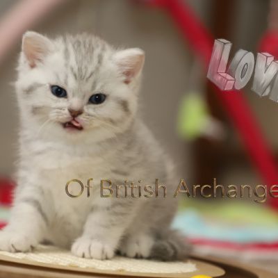 Tiki Of british Archanges