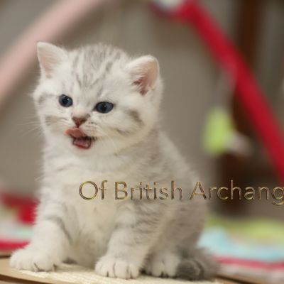 Tiki Of british Archanges