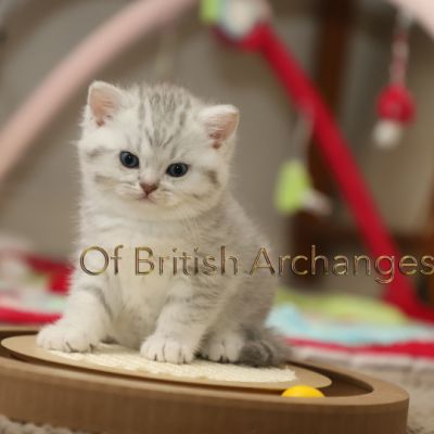 Tiki Of british Archanges