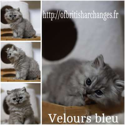 Velours blue