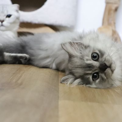 Volpone Of British Archanges