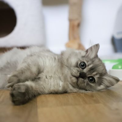 Volpone Of British Archanges