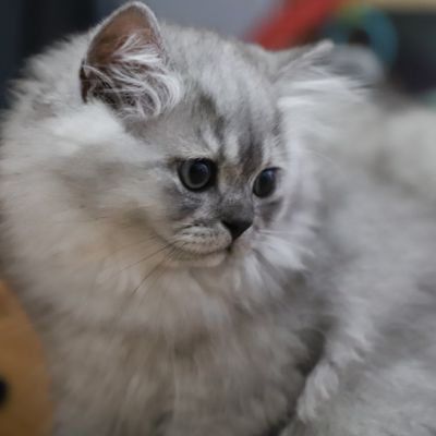 Volpone Of British Archanges