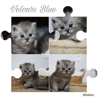 Velours blue