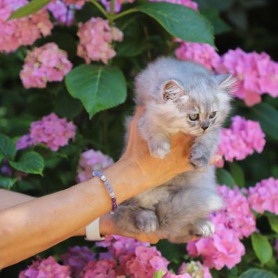 Volpone Of British Archanges