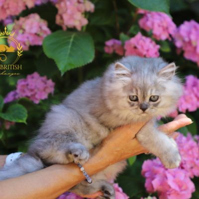 Velours blue renommé Volpone