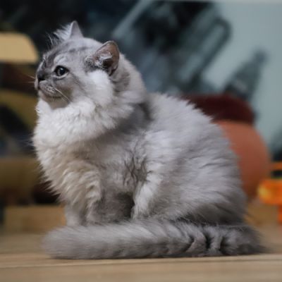 Volpone Of British Archanges