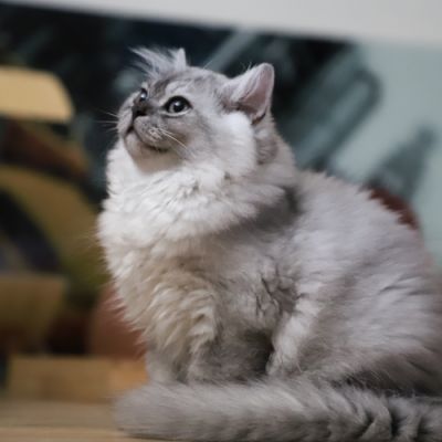 Volpone Of British Archanges